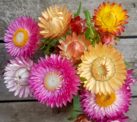 Jätteeternell, Bl. färger, ekofrö