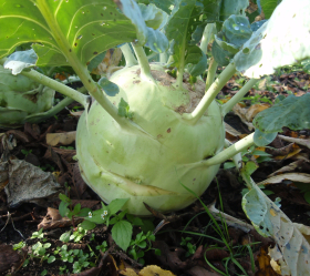 Superschmelz, ekofrö