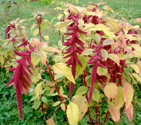 Röd Rävsvans, ekofrö