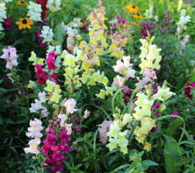 Lejongap, Bl. färger, ekofrö