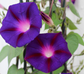 President Tyler, ekofrö