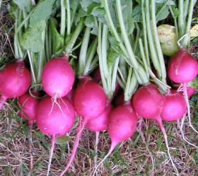 Pink Beauty, ekofrö