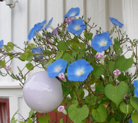 Heavenly Blue, ekofrö