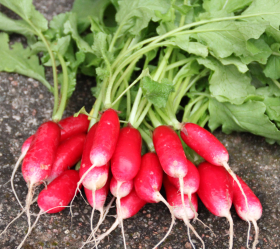 French Breakfast, ekofrö