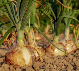 Rijnsburger Bajosta, ekofrö