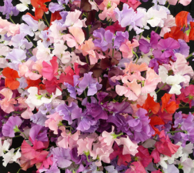 Luktärt Blandade färger, ekofrö