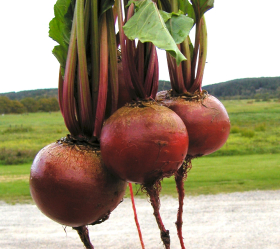 Detroit Globe, ekofrö