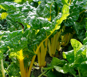 Golden Chard, ekofrö