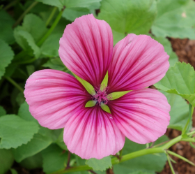 Praktmalva, Bl. färger, ekofrö