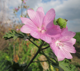 Myskmalva, rosa blommor, ekofrö