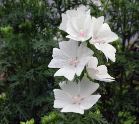 Myskmalva, vita blommor, ekofrö