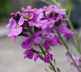 Grekisk Lövkoja, ekofrö