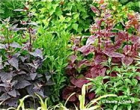 Aurora Orach Mix/Tricolor, ekofrö