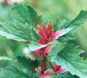 Praktmålla, ekofrö