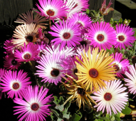 Doroteablomma, Bl. färger, ekofrö