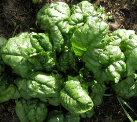 Bloomsdale Long Standing, ekofrö