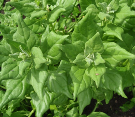 Nyzeeländsk spenat, ekofrö