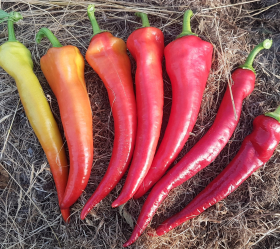 Yesil Tatli, ekofrö