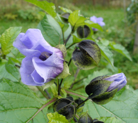 Ballongblomma, ekofrö