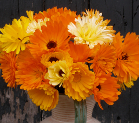 Ringblomma, Bl. färger, ekofrö