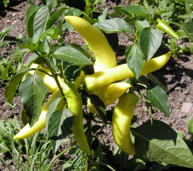 Hungarian Yellow Hot Wax, ekofrö