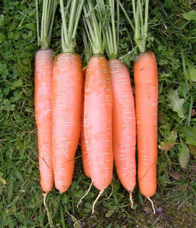 Early Nantes, ekofrö