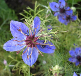 Miss Jekyll, ekofrö