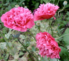 Carnation Rose, ekofrö