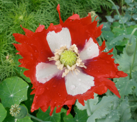 Danish Flag, ekofrö