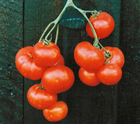 Dansk Export, ekofrö