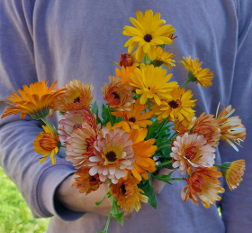 Flashback Mix, ekofrö