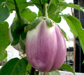 Rosa Bianca, ekofrö