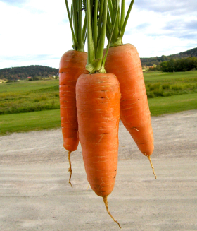 London torg, ekofrö