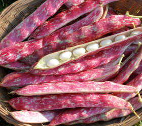 Borlotto Lingua di Fuoco Nano, ekofrö