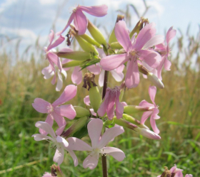 Såpnejlika, Rosa blommor, ekofrö