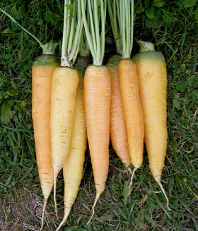 Yellowstone, ekofrö