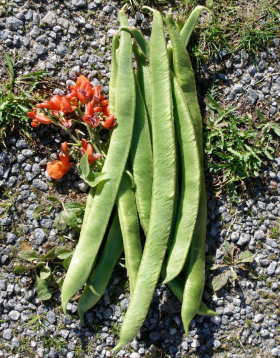 Prizewinner, ekofrö