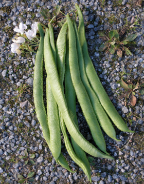 White Emergo, ekofrö