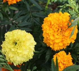 Rose de l'Inde, ekofrö