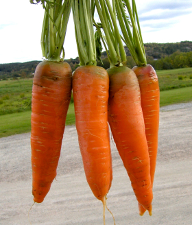 Autumn King, ekofrö