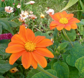 Inkakrage, Orange, ekofrö