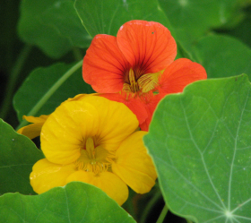 Slingerkrasse, ekofrö