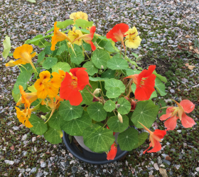 Buskkrasse, blandade färger, ekofrö