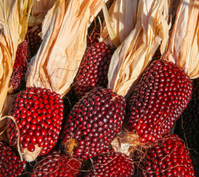 Erdbeermais, ekofrö