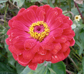 Scarlet Red, ekofrö