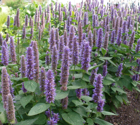 Anisisop, blåviolett, ekofrö