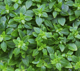 Dvärgbasilika, ekofrö