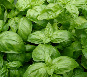 Genovese Basilika, ekofrö