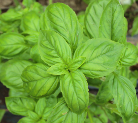 Italiensk storbladig basilika, ekofrö