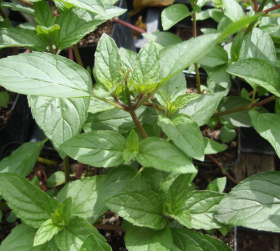 Kanelbasilika, ekofrö